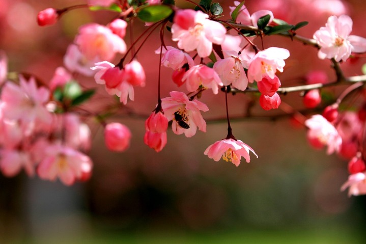 Flower festival highlights enchanting springtime in Huaian