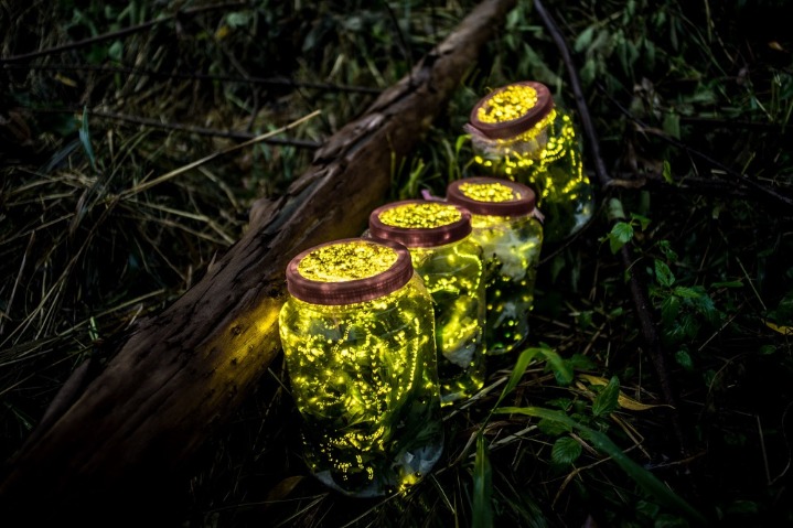 Glowworms make up fairyland-like painted scroll