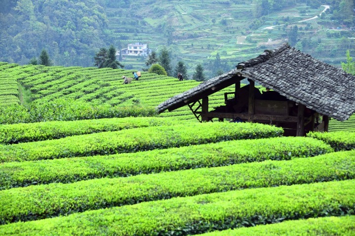 Golden tea picking season composes joyful idyllic symphony