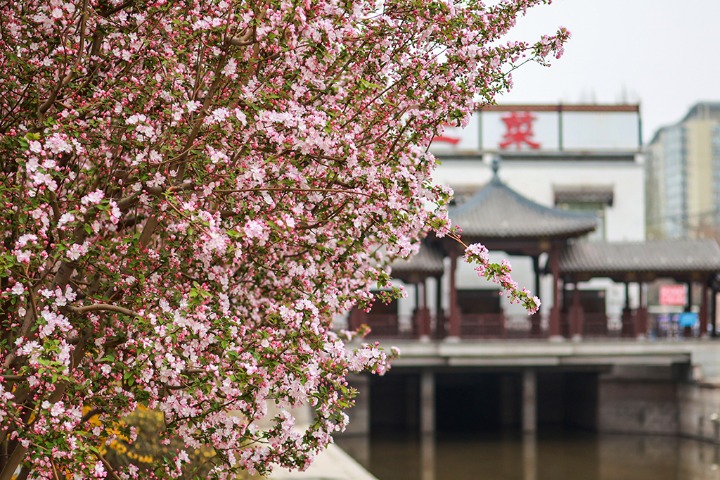 Crabapple flowers bloom in Beijing’s park