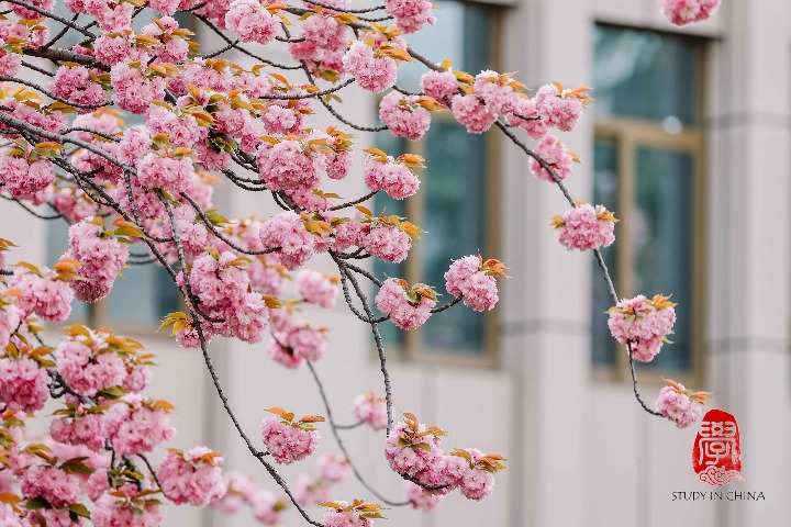 Cherry trees bloom at Xi'an Jiaotong University