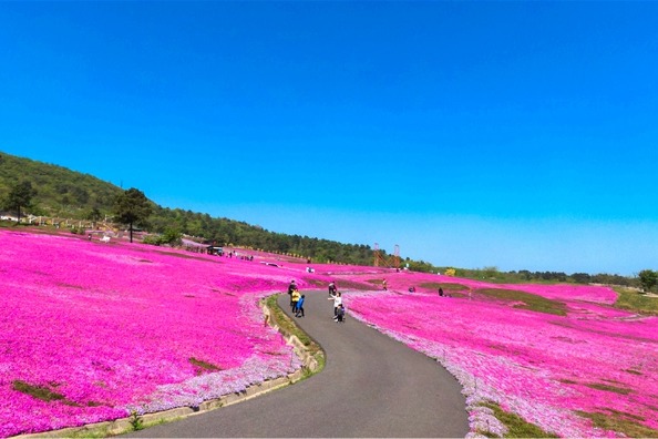 Pink floral sea makes up romantic vernal land