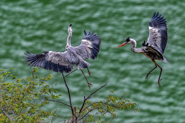 Herons enjoy pleasant life along Yellow River