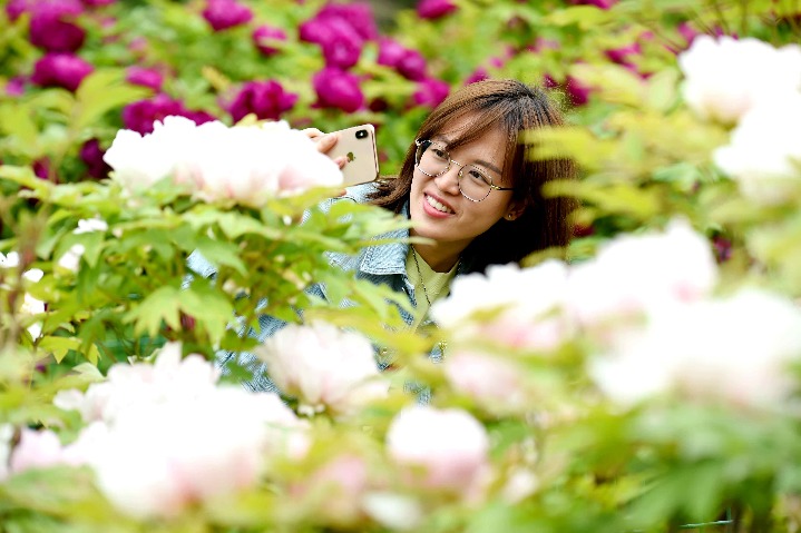 In Henan province, peonies are popular