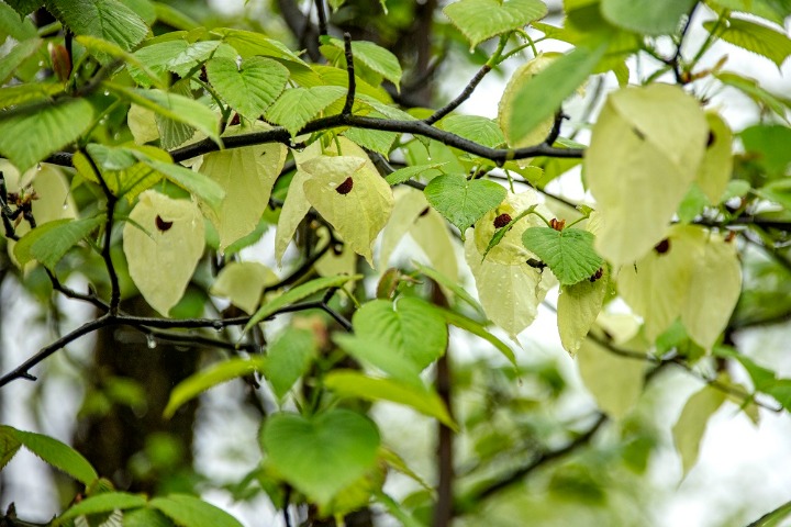Dove-tree add to floral charms in Sichuan