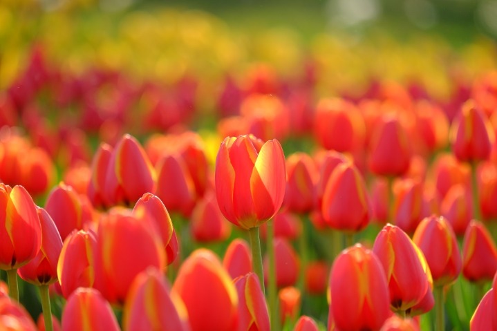 Colorful tulips compose dream-like vernal scenery