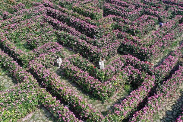 Floral maze attracts visitors with intriguing aroma