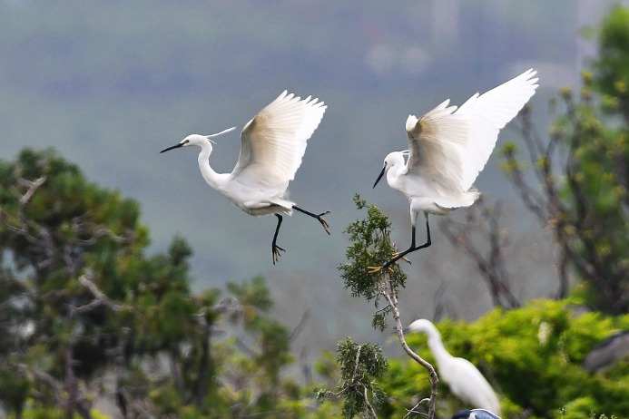 Egrets add vigor to southern Shandong city