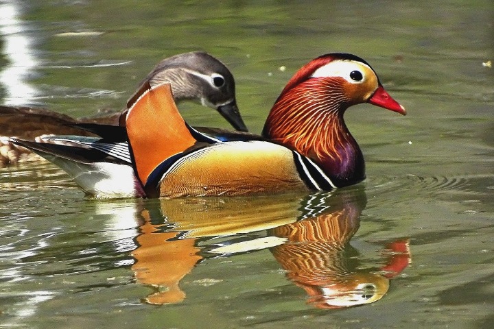 Mandarin ducks enjoy pleasant life in NE China