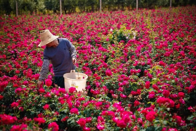 Roses a treat for eyes and taste buds at Yunnan University