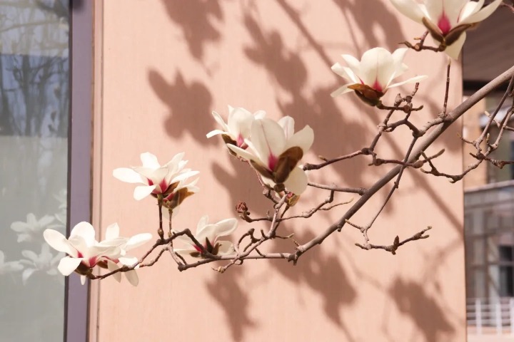Spring blossoms at the Beijing Institute of Technology