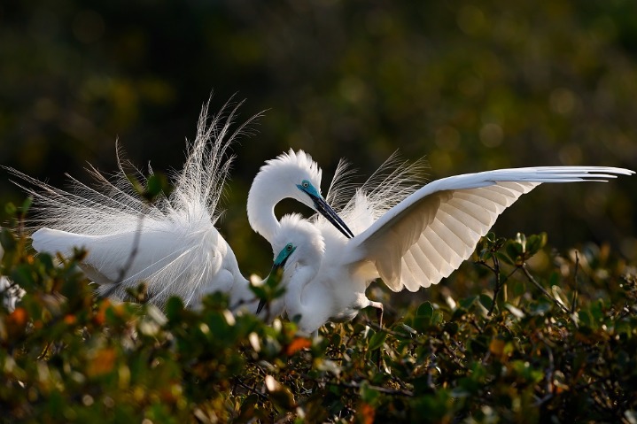 Mangrove forests makes up egrets’ paradise in Guangxi