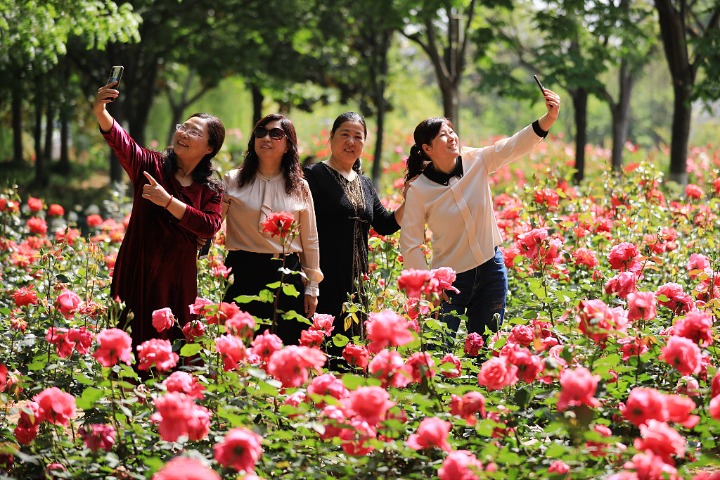 Rose garden a hot attraction in Huaian