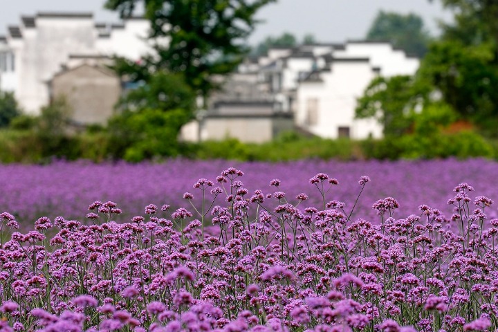 Verbena adds to joy of modern leisure agriculture