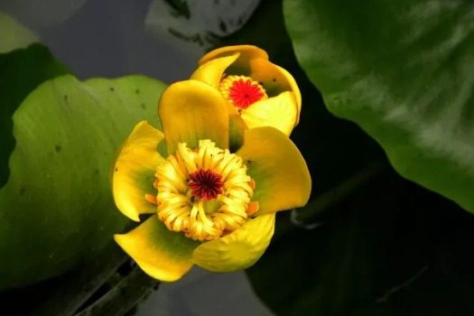 Rare golden lotus flowers bloom in Wuxi