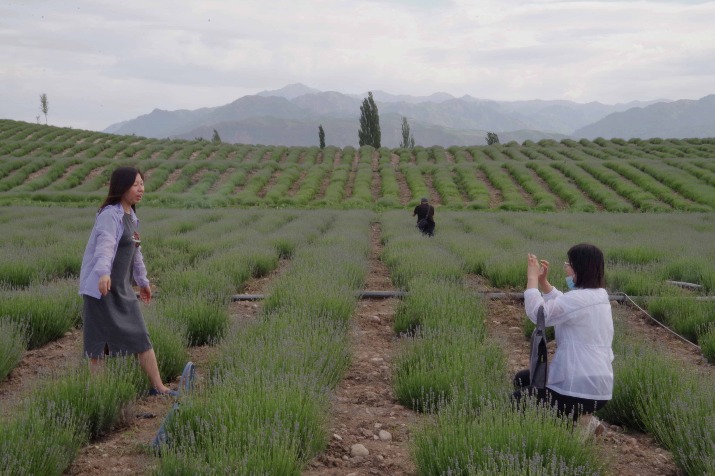 Lavender attracts tourism and income in Xinjiang village