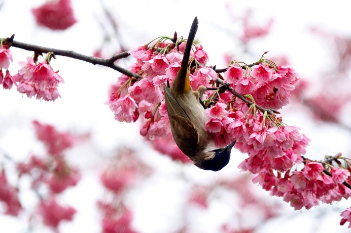 Birds nestle among flowers, celebrating spring’s arrival