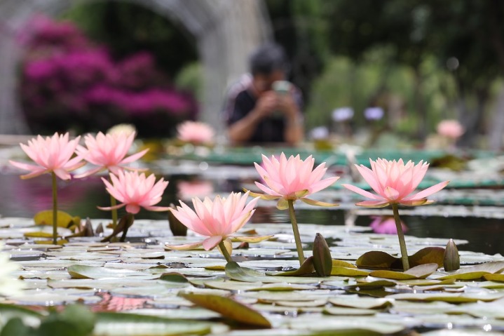 Pond plants make their entrance in Kunming