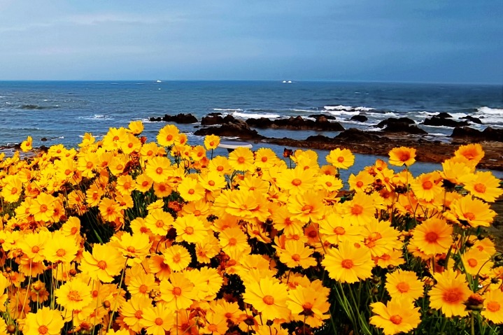 Sea and flowers add to each other’s splendor in Qingdao