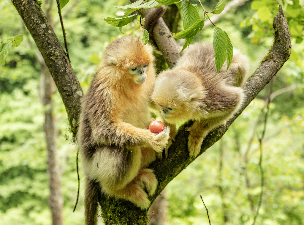 Snob-nosed monkeys enjoy pleasant life in Sichuan | govt ...