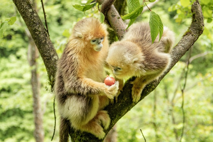 Snob-nosed monkeys enjoy pleasant life in Sichuan