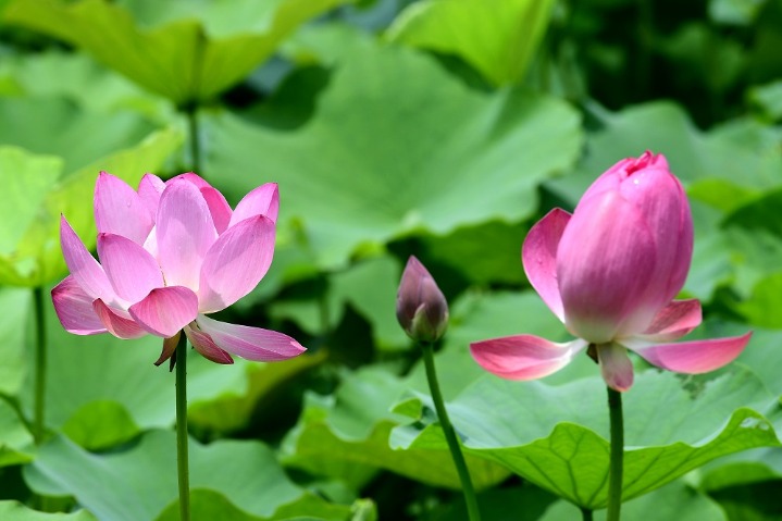 Lotuses make up intriguing summer days in Zhejiang