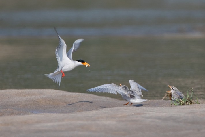 Endangered riverine birds grow in population in Yunnan