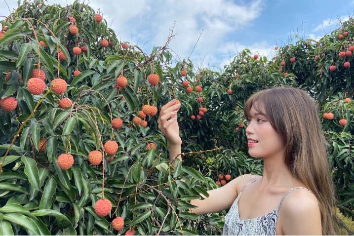 Time to pick lychee in Guangdong’s Jiangmen city