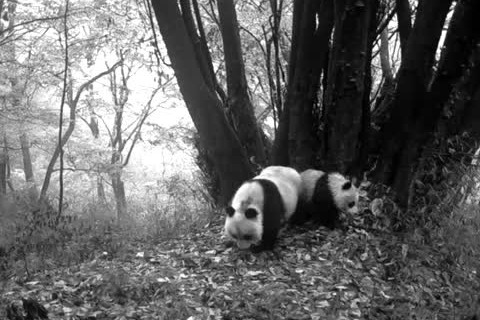 Camera footage proves stable increase of wild giant panda population