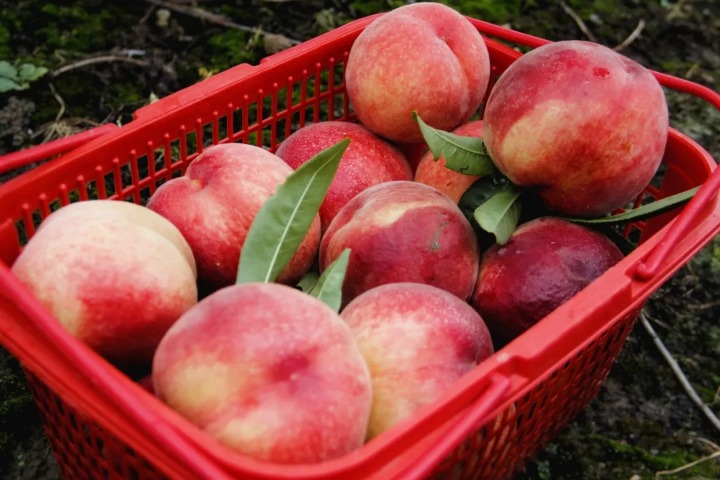 Nantong honey peaches hit market