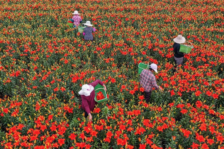 Farmers busy picking lilies in Weihai