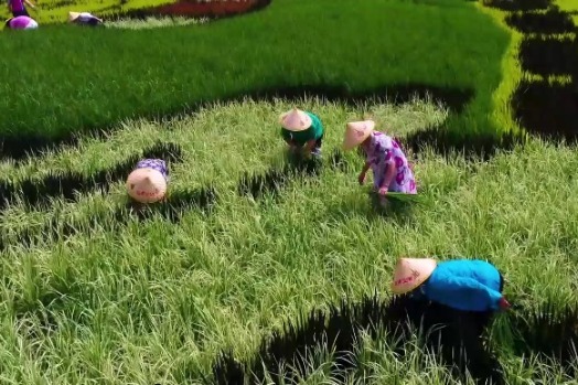 Rice paddies transformed into giant works of art