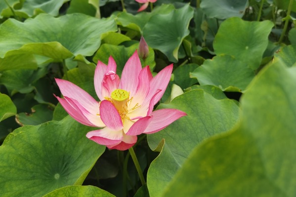 Lotus Festival opens at Beijing's Old Summer Palace