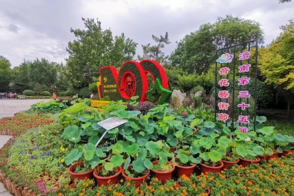 Lotus Flower Art Festival to open in Jinan