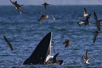 Rare whale visits Chinese coastal area