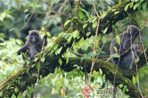 Meeting Phayre's leaf monkey in western Yunnan province