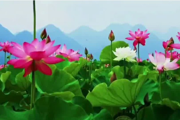 Lotuses in full bloom in SW China wetland park