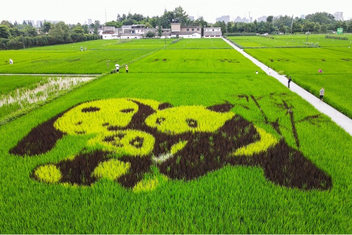 'Tanbo art' a big hit in Chengdu suburb
