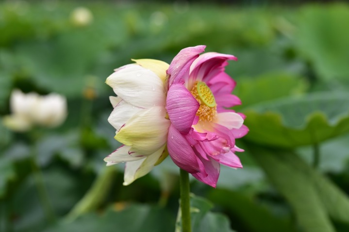 Lotuses attract visitors to national wetland park