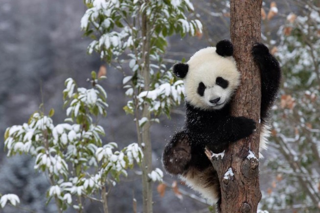 Panda's rise shows biodiversity improving