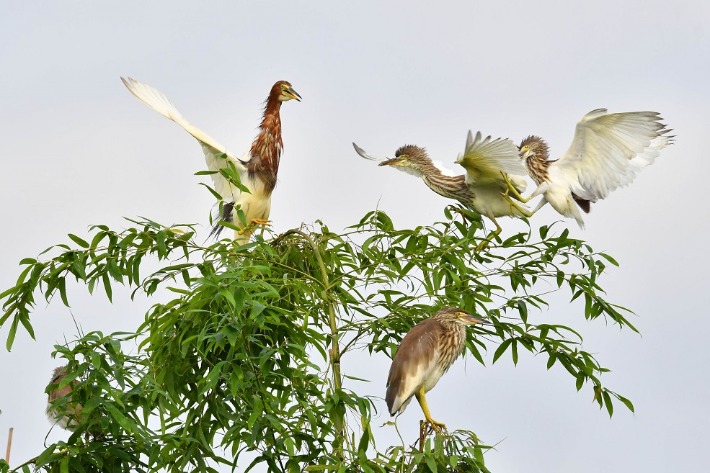Lively Chinese pond herons play in the Qiannan summer