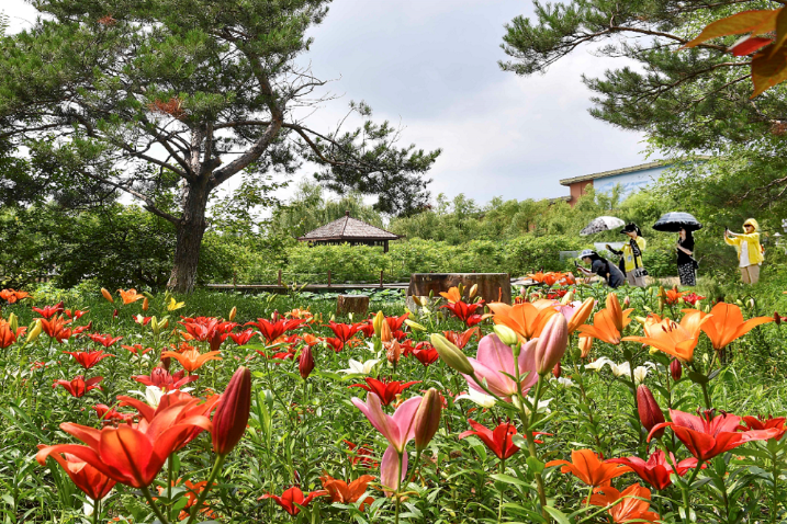 Lilies bloom in NE China city