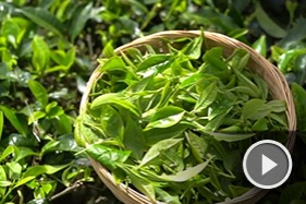 Pu'er tea in Yunnan has enticing aroma
