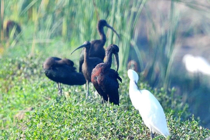 Rare shimmering ibises spotted in Hubei