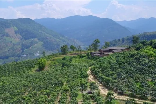 Tea tourism revitalizes ancient villages in SW China