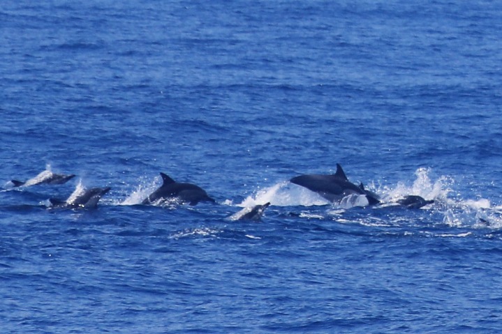 Dolphins swim near Xiamen