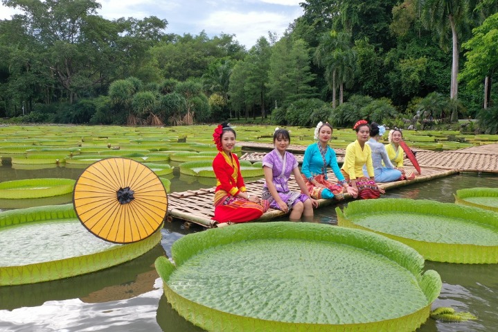 Huge Victoria lily pads hit record size in Xishuangbanna