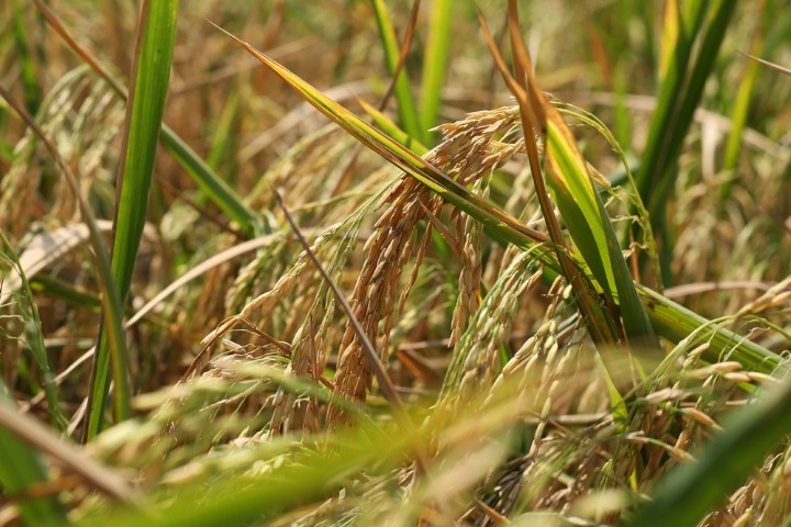 Rice harvested at modern agricultural park