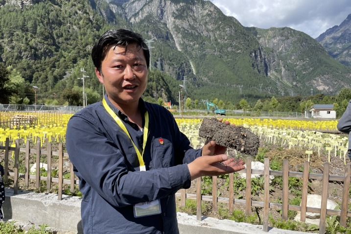 New variety of TCM herb aims to boost economy, incomes in Tibet