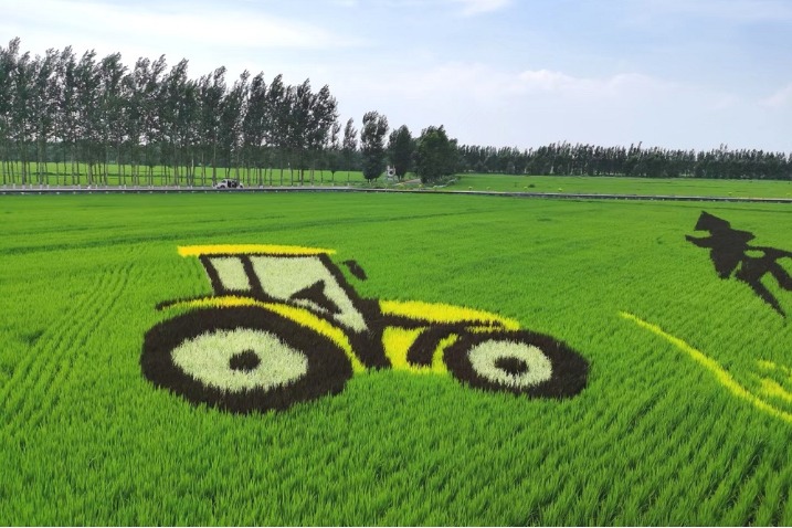 Tanbo art adds more to rice paddies in Jilin